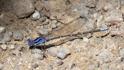 Argia pulla (Purple Dancer).jpg